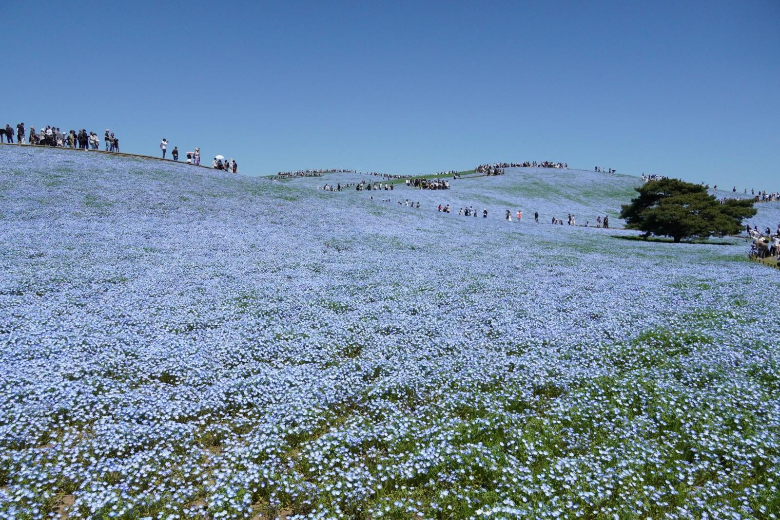 20260412_ネモフィラ①