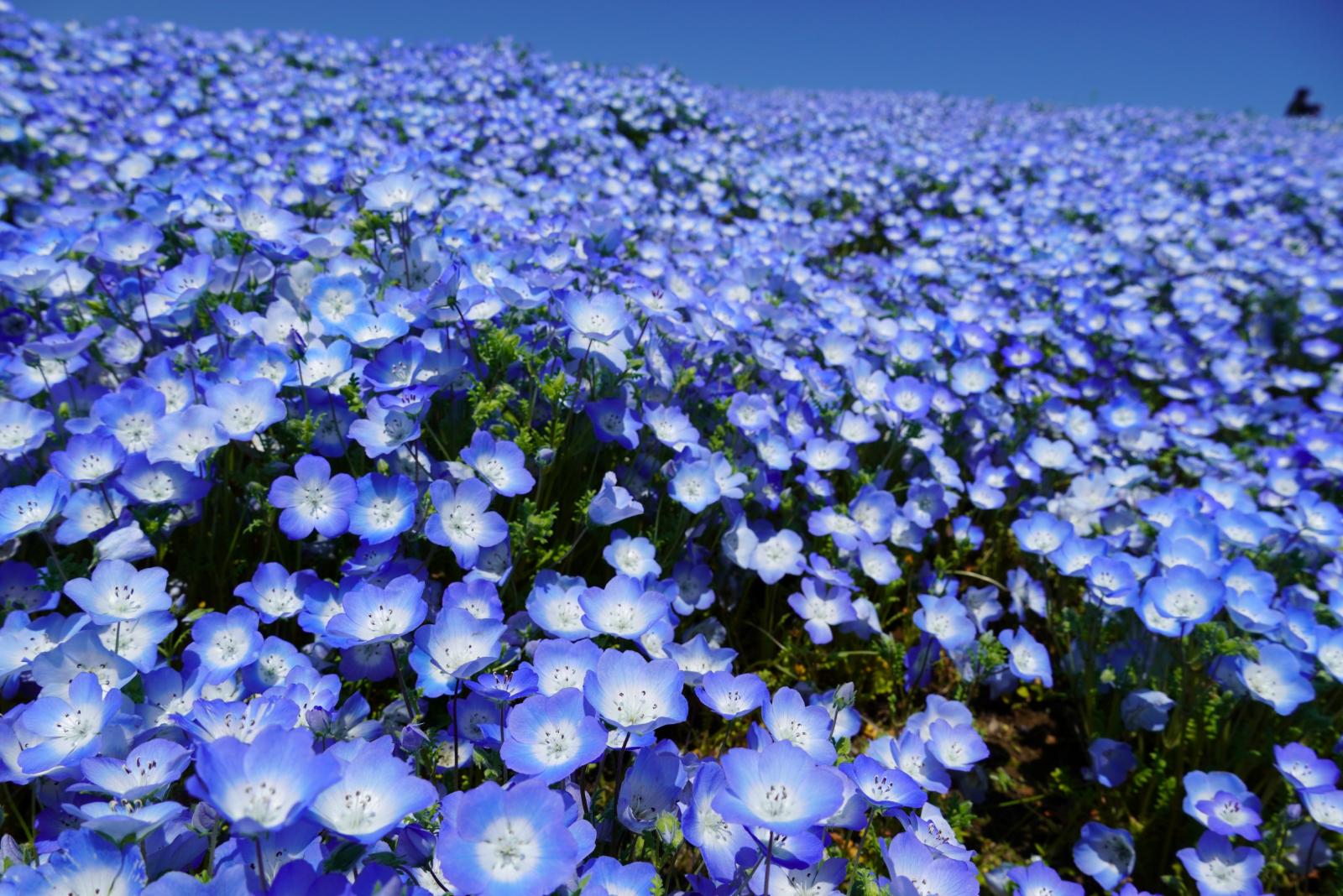 20260411_ネモフィラ②