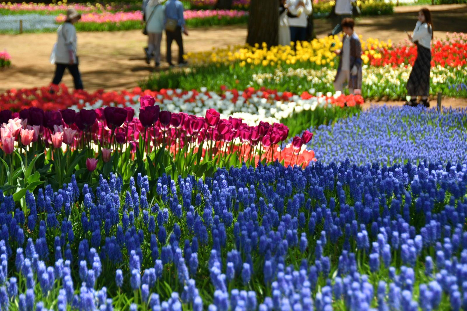 20260411_チューリップ①