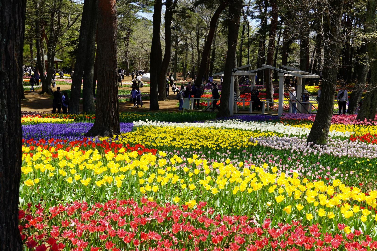 20260411_チューリップ②