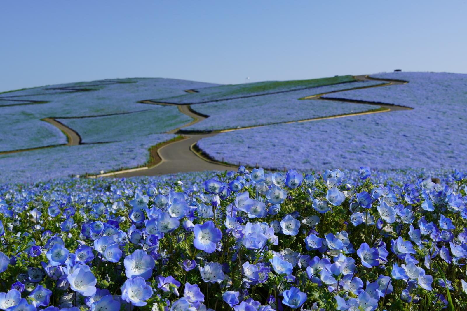 20260417_ネモフィラ (2)