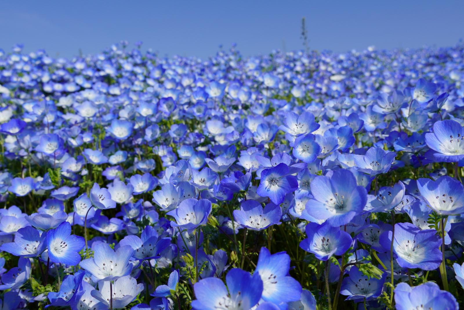 20260417_ネモフィラ (3)