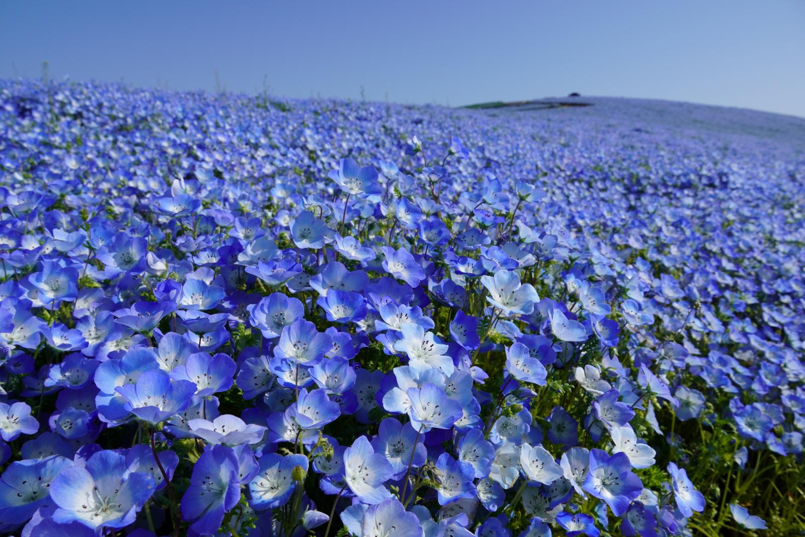 20260417_ネモフィラ (4)