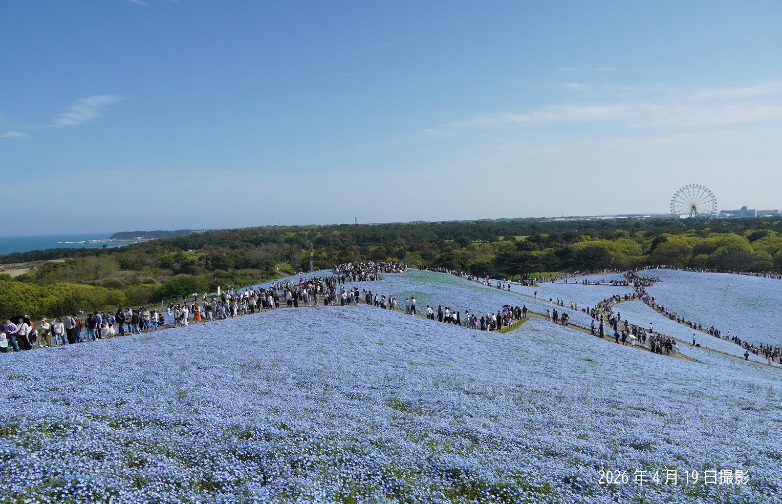 260419_ネモフィラ(1)