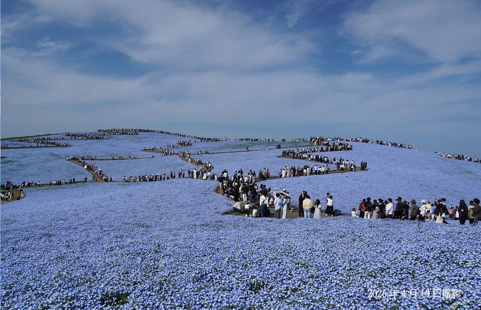 260419_ネモフィラ(2)