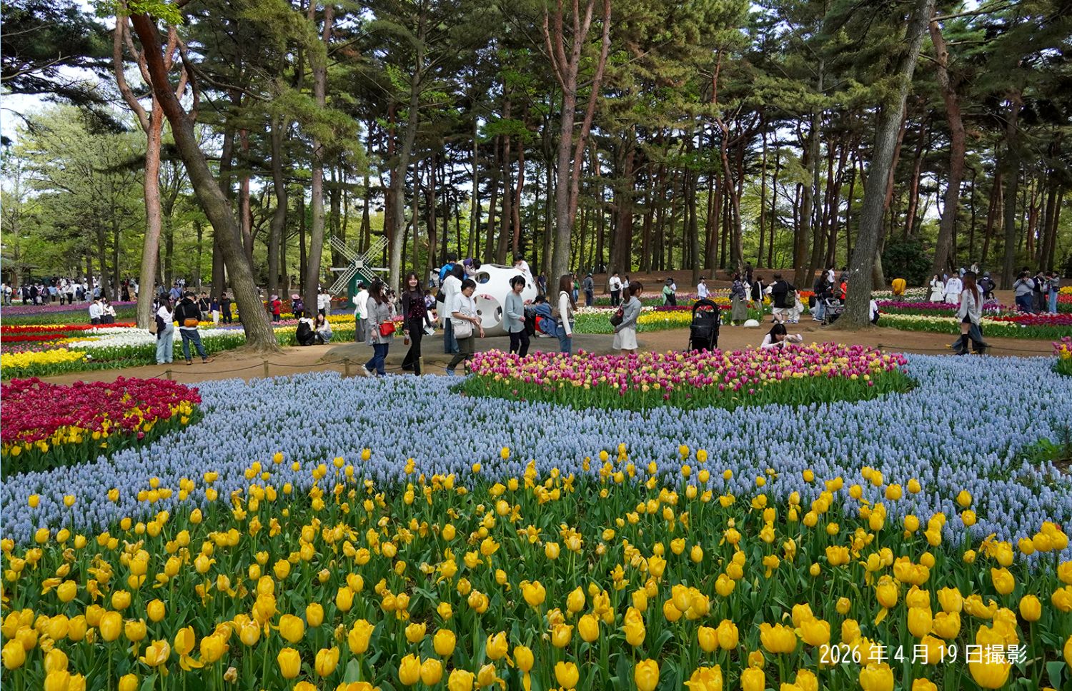 260419_チューリップ