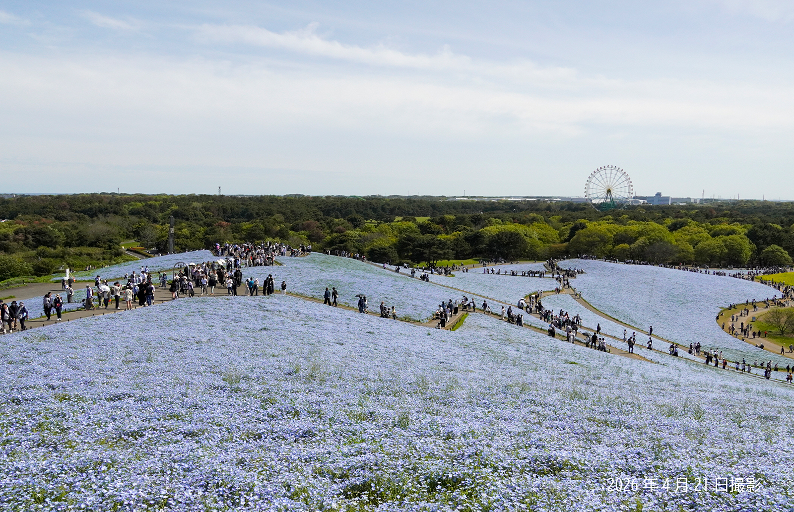 260421_ネモフィラ(1)