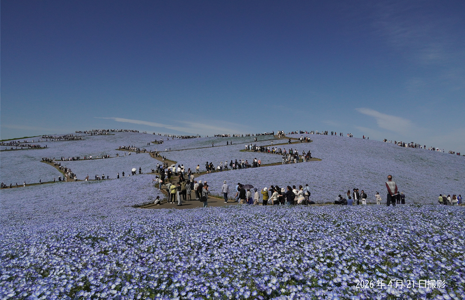 260421_ネモフィラ(2)