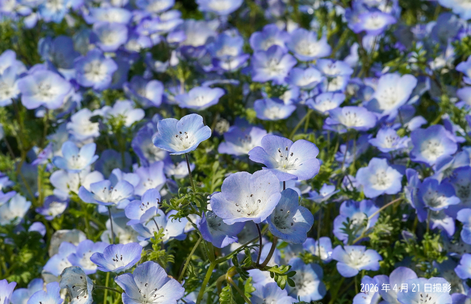 260421_ネモフィラ(3)