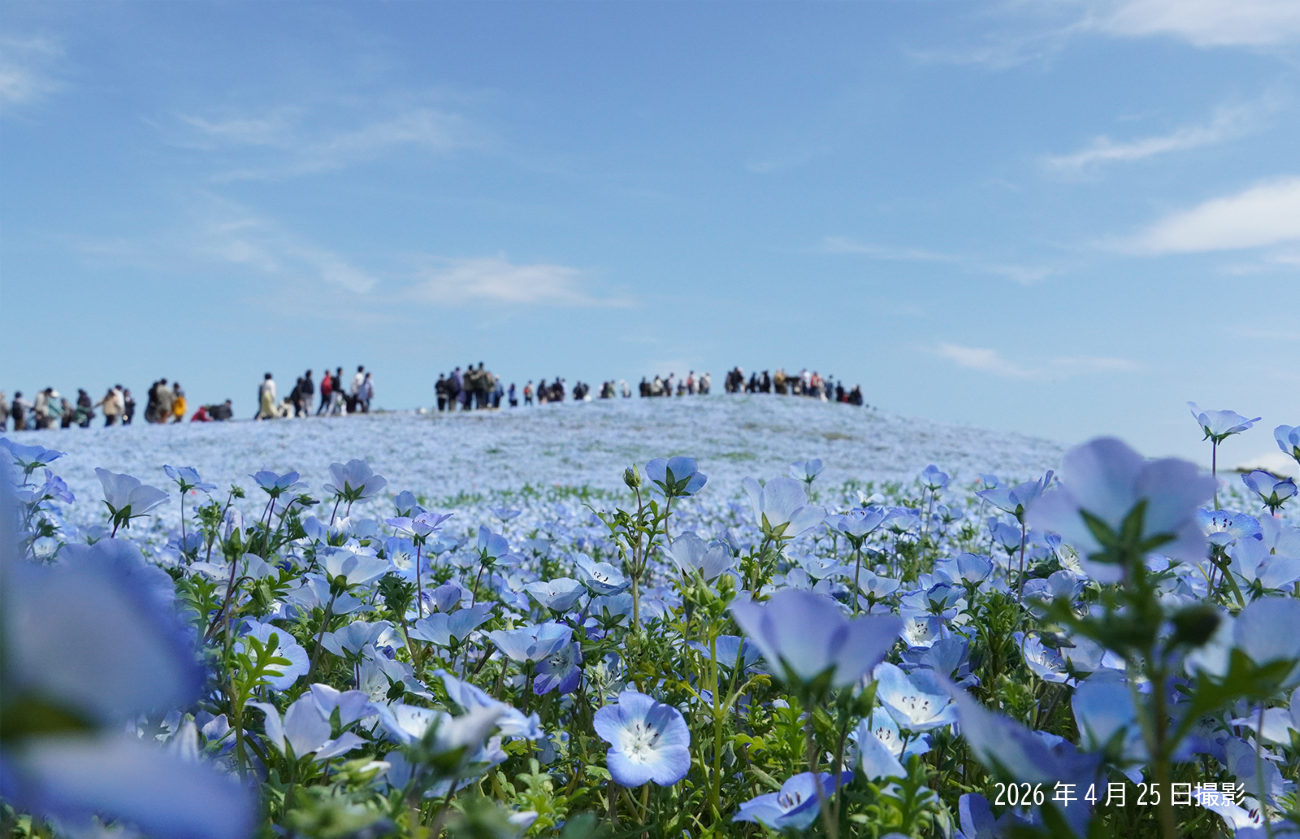 20260425_ネモフィラ①.png
