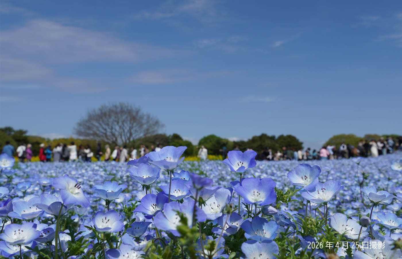 20260425_ネモフィラ③.png