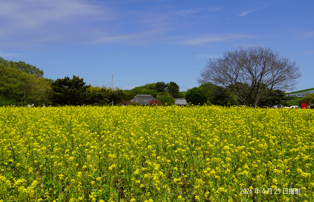 20260425_ナノハナ①.png