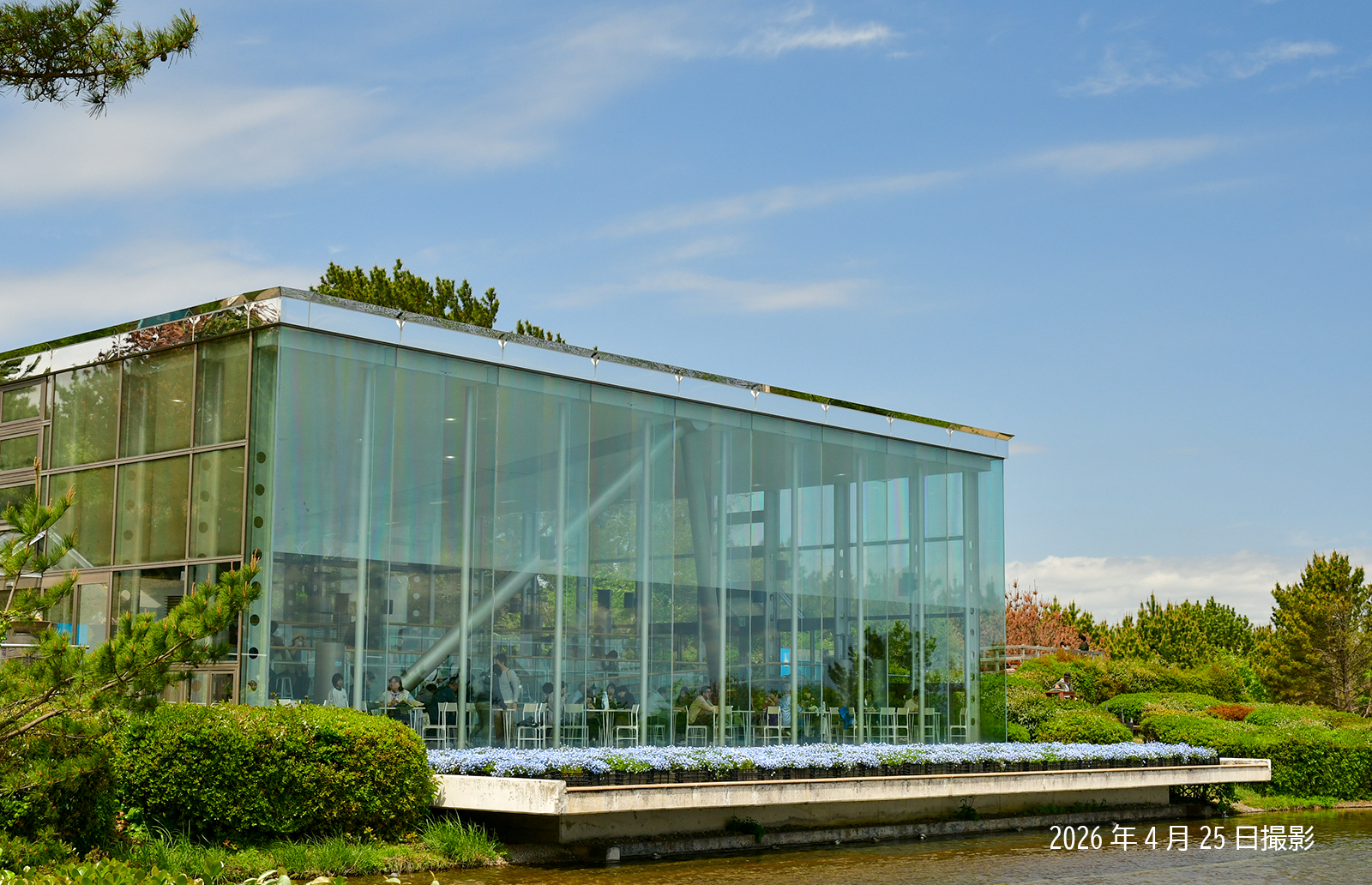 260425_ネモフィラ（グラスハウス）