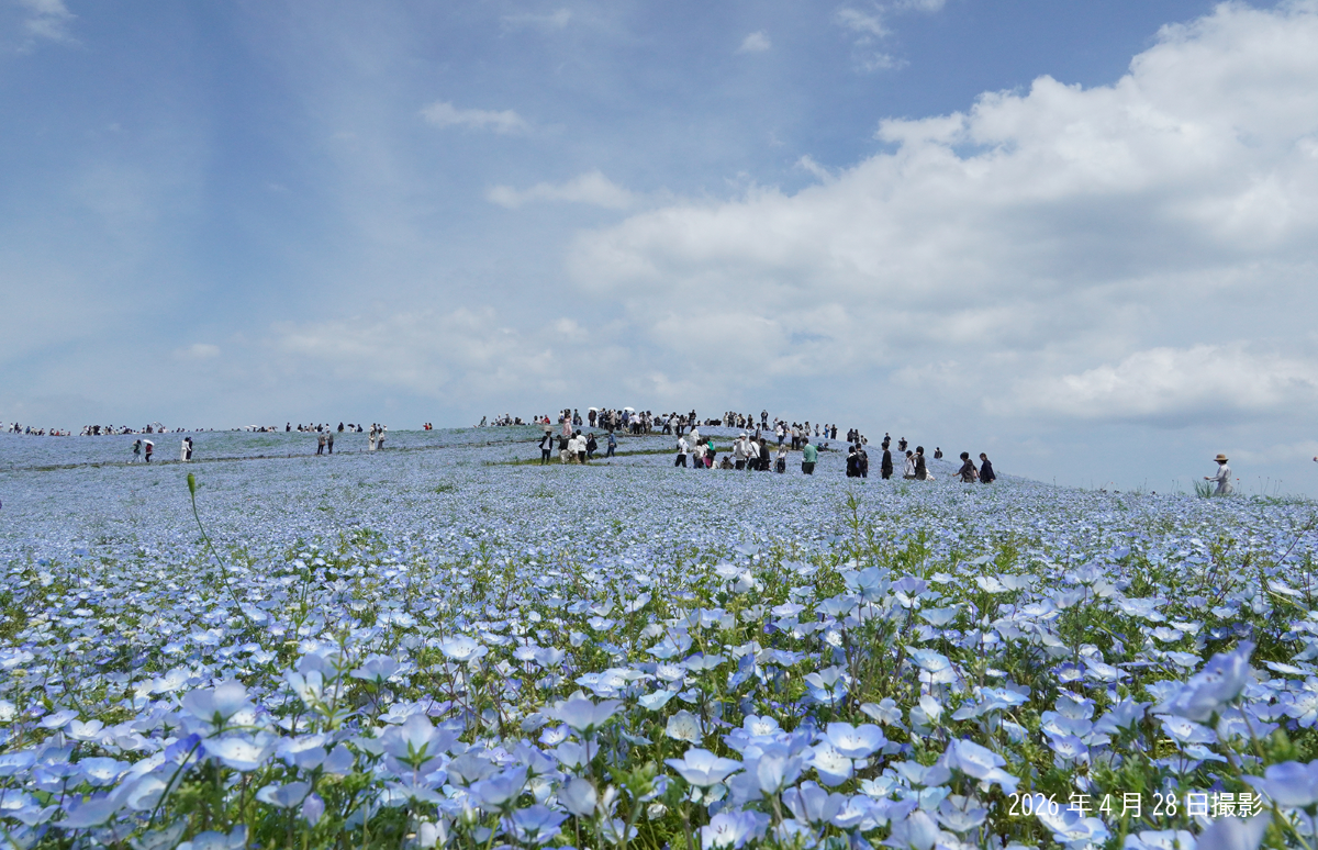 20260428_ネモフィラ④.png