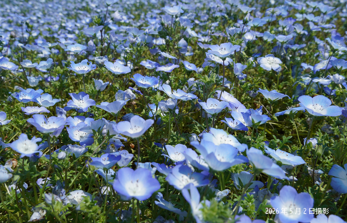 20260502_ネモフィラ④.png