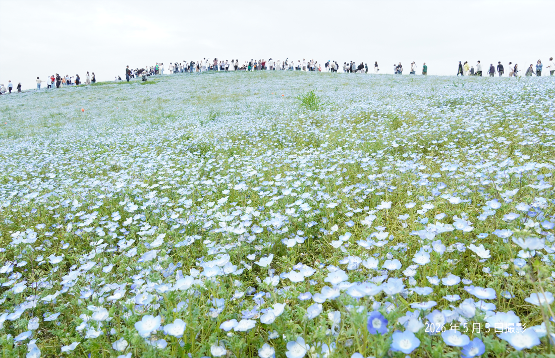 20260503_ネモフィラ②.png