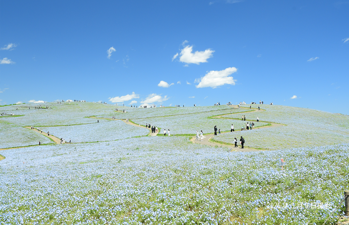 20260509_ネモフィラ③.png