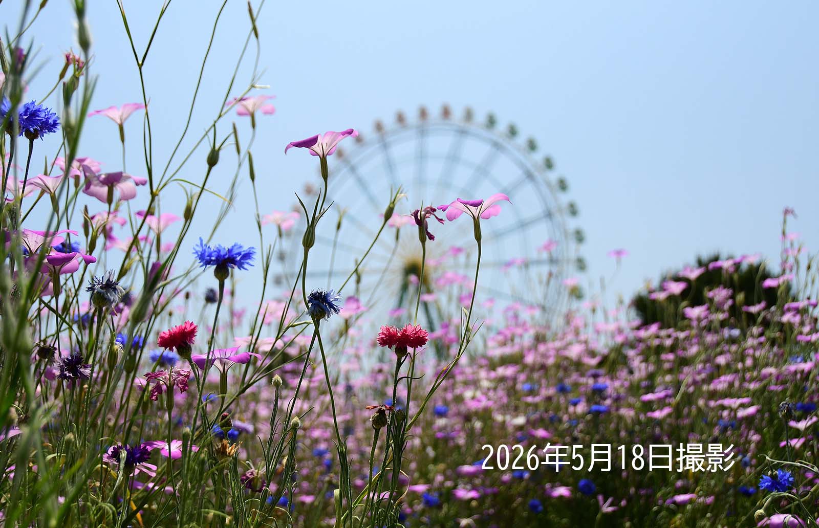 20260518_アグロステンマ