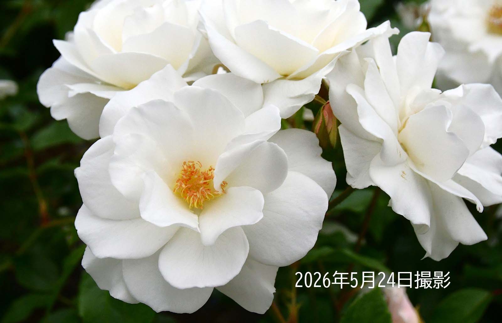 20260524バラ1