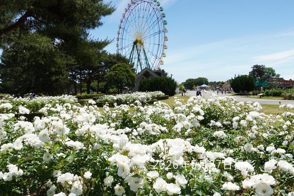 0528バラ1