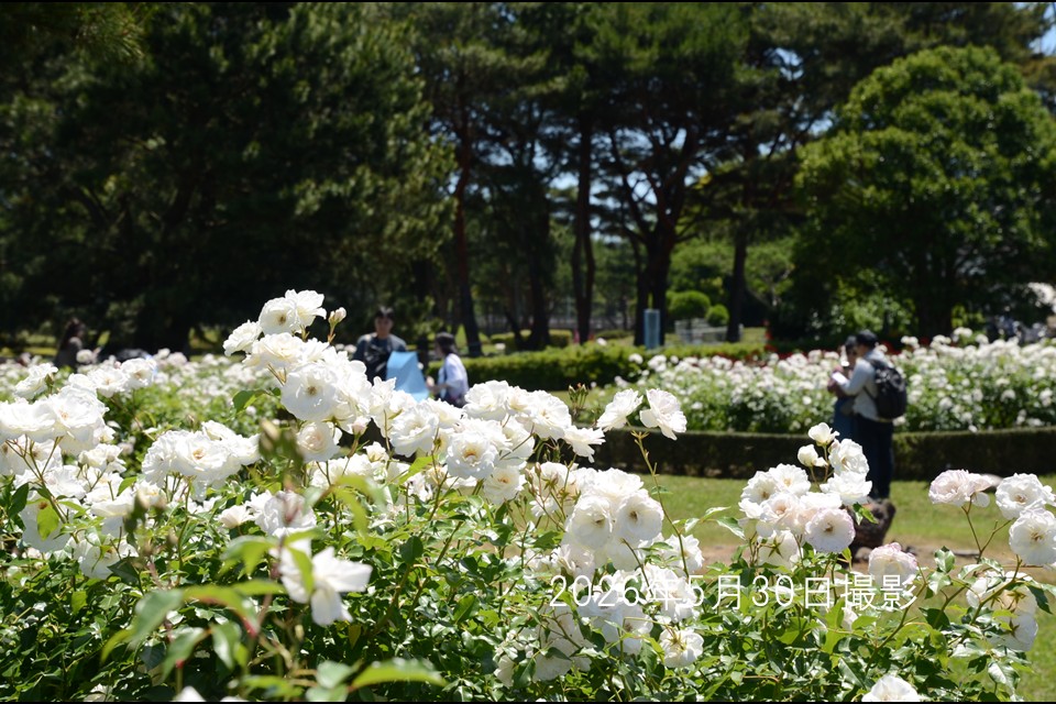 260530＿バラ1