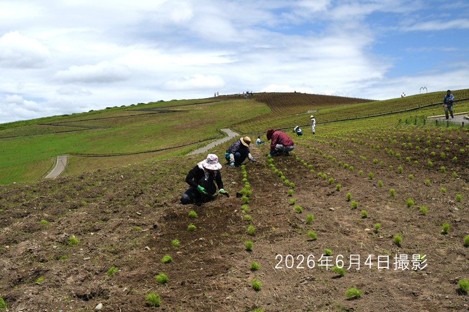 260604‗植え付け