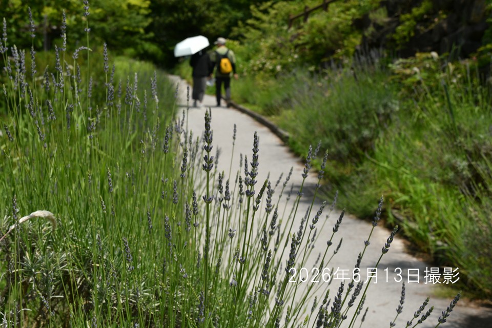 260613_ラベンダー①