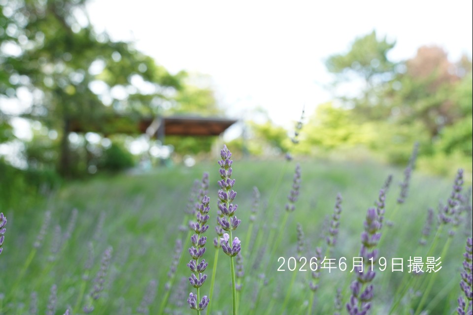 20260516_ラベンダー1