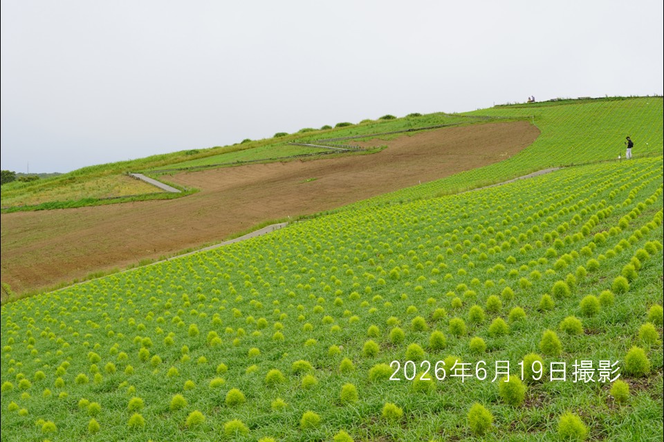 20260516_コキア植え付け1