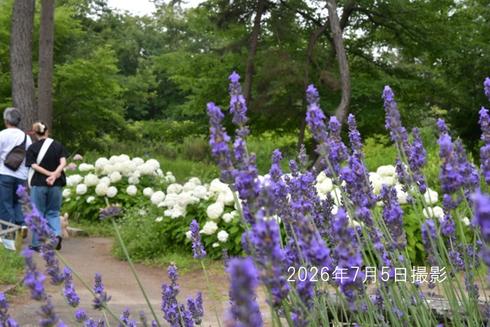 260705香りの谷