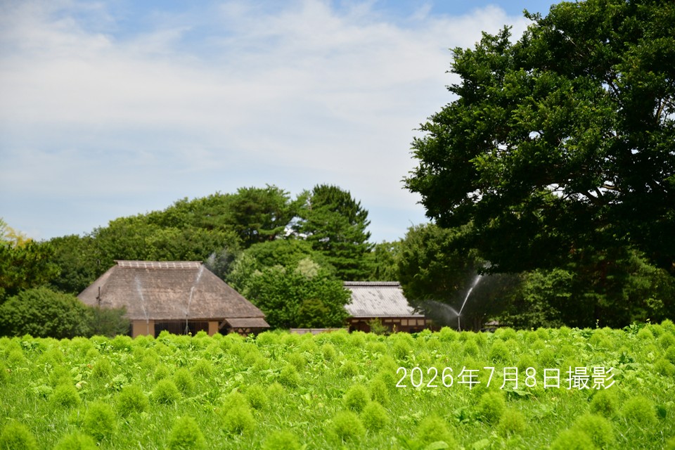 260708コキア植え付け