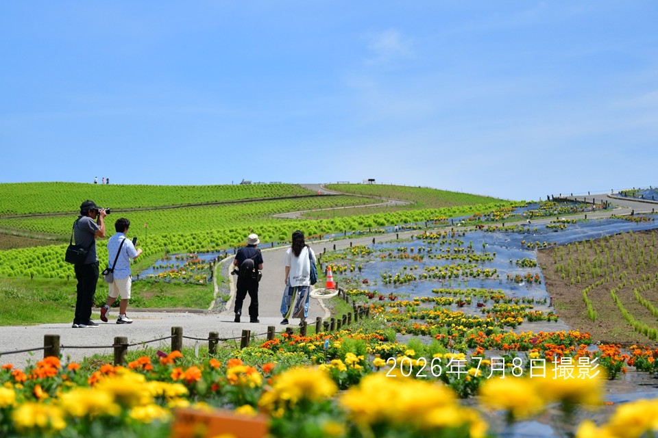 260708コキア植え付け2