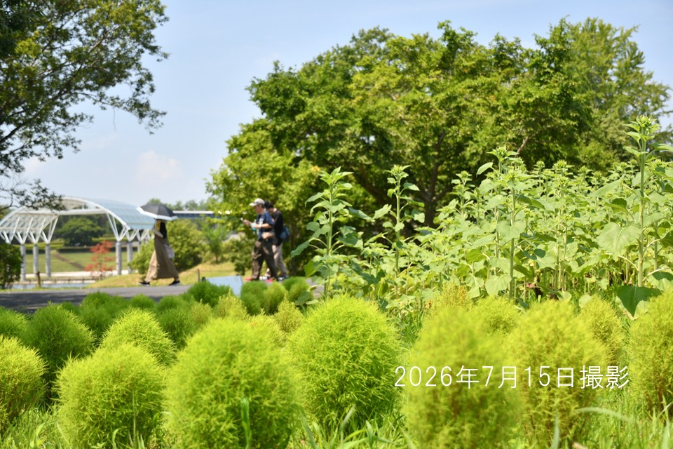 260715_テラスハウス前花畑(2)
