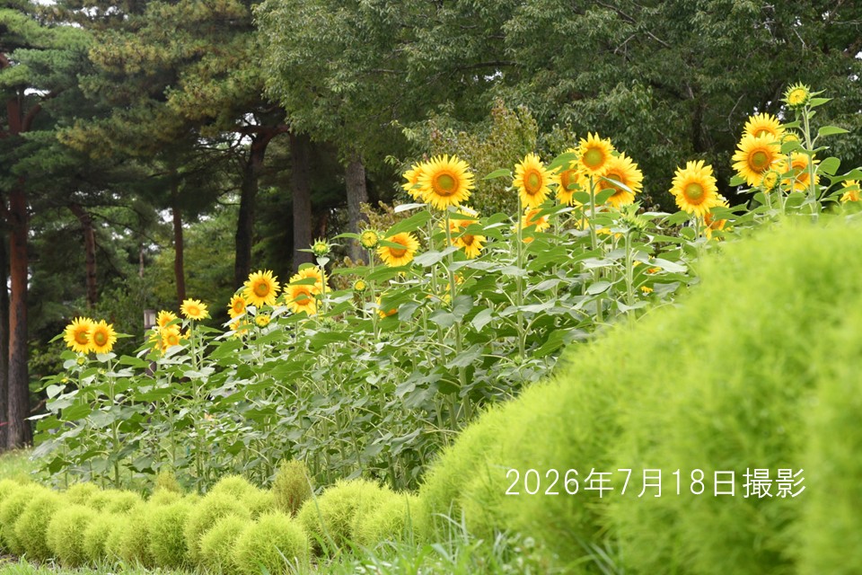 20260718ヒマワリ2