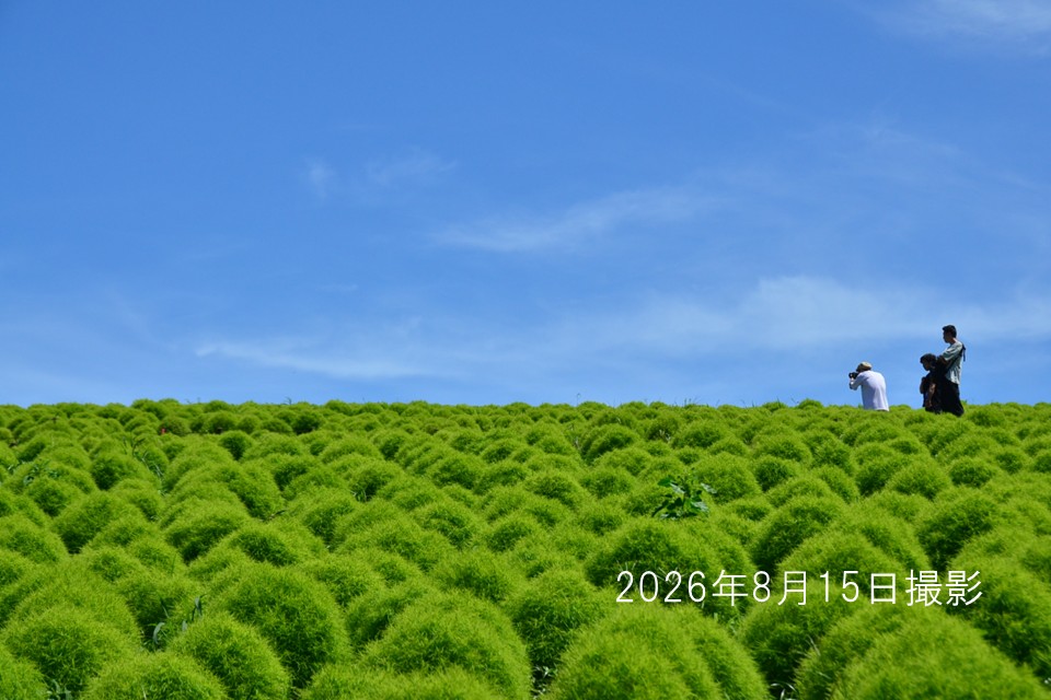 2608162コキア