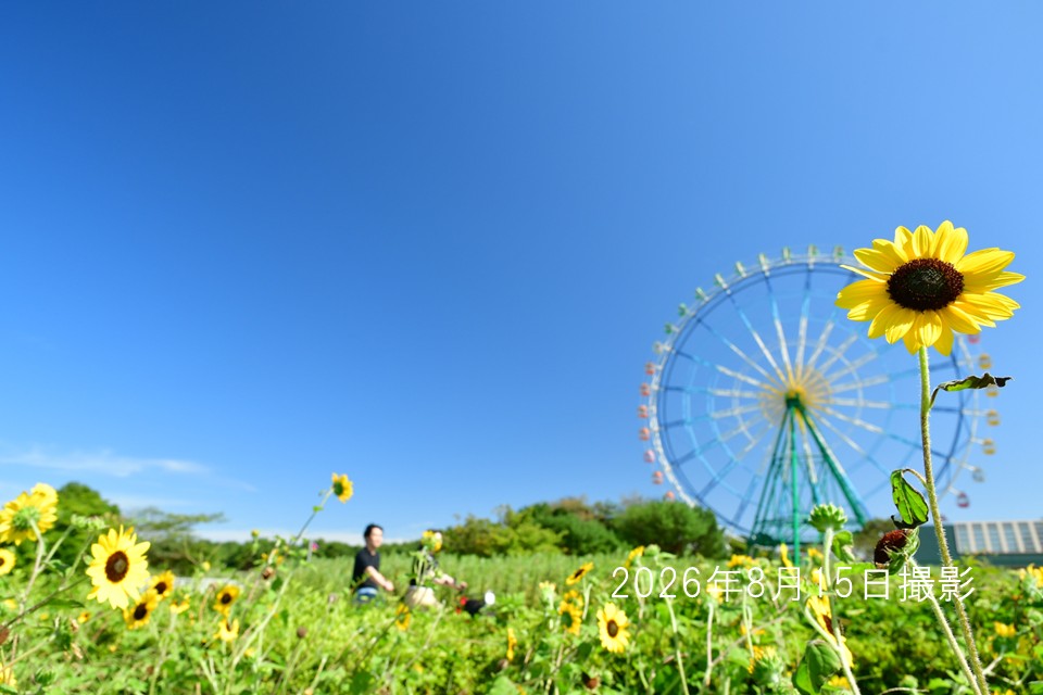 260816ヒマワリ