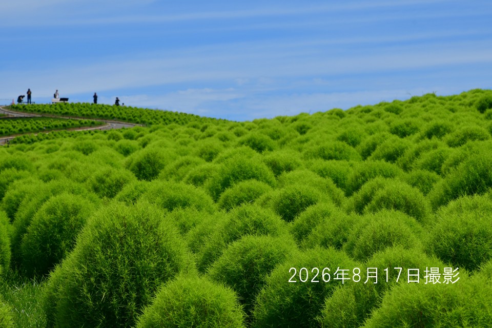 260817_緑葉コキア