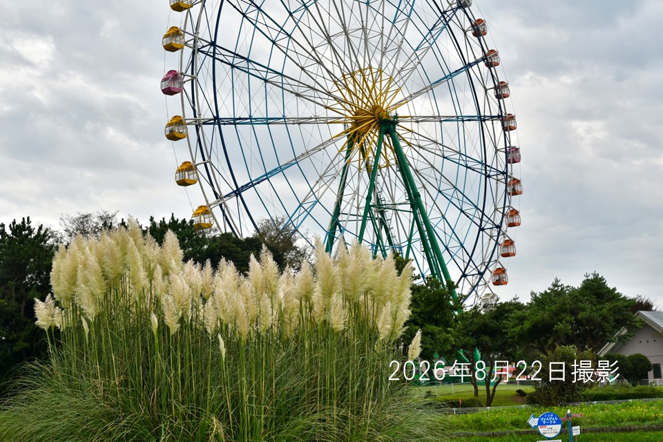 260822_パンパスグラス