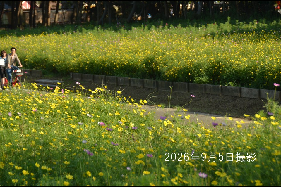 ２６０９０７コスモス