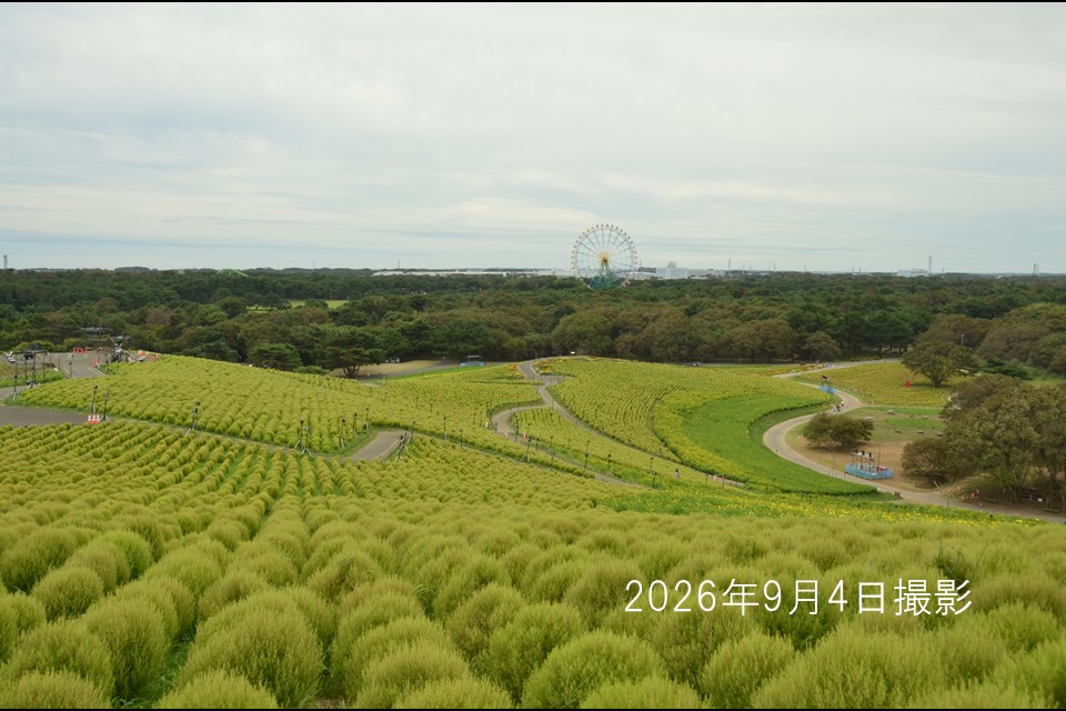 260907コキア