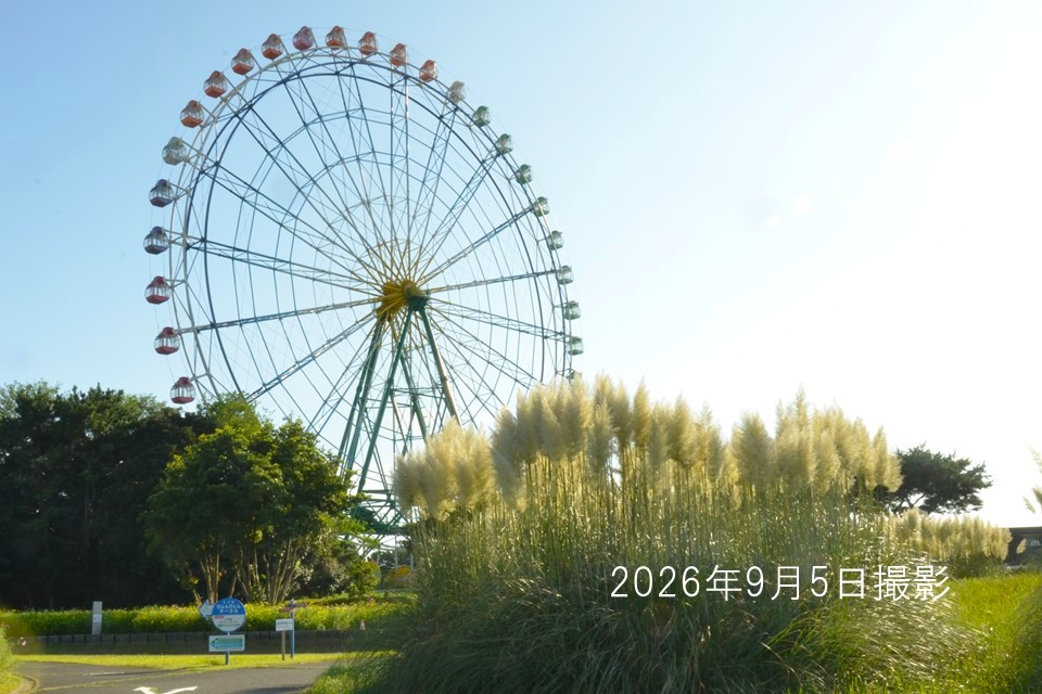 260905_パンパスグラス