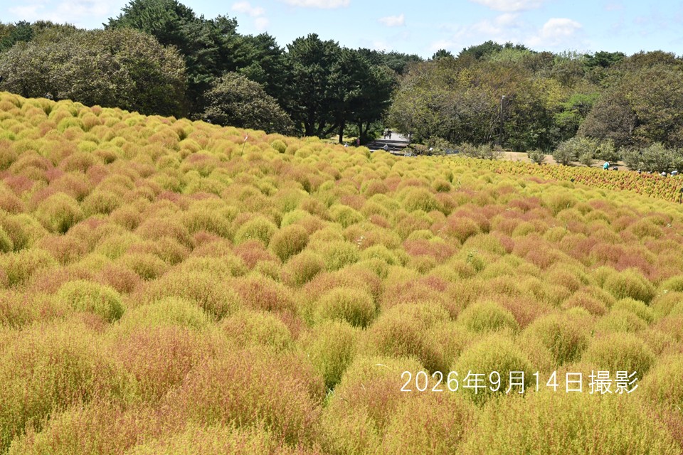 26009014 コキア