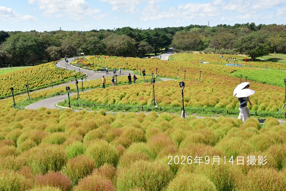 26009014 コキア2