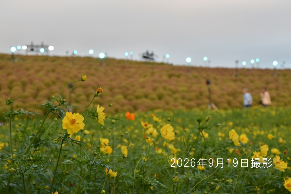 260919キバナコスモス
