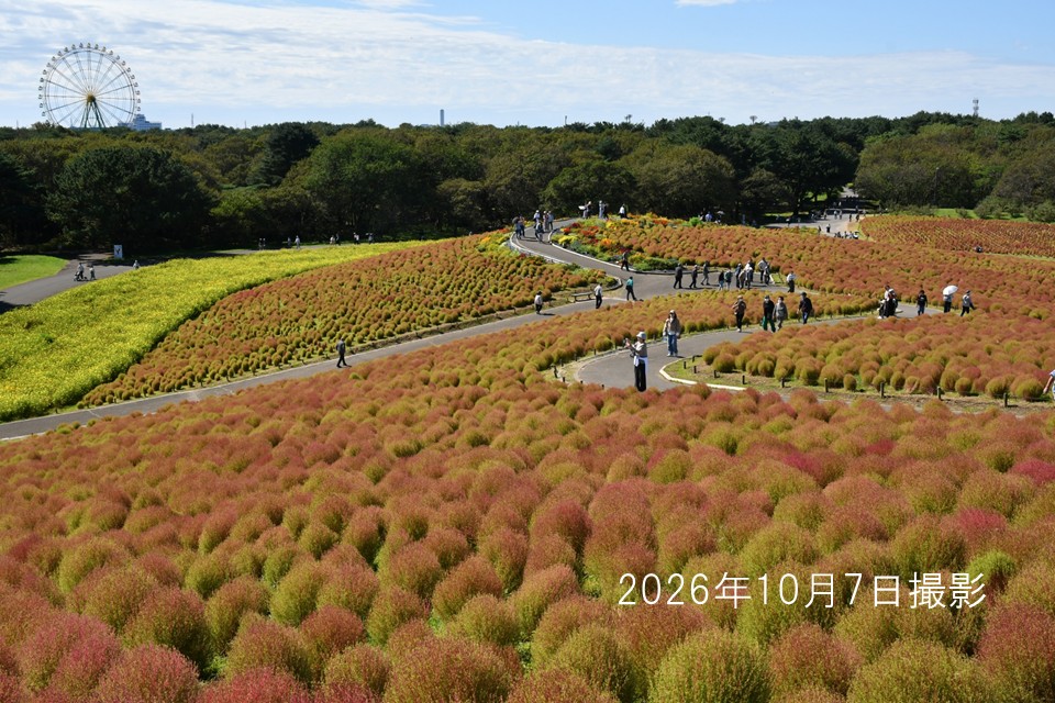 261007コキア