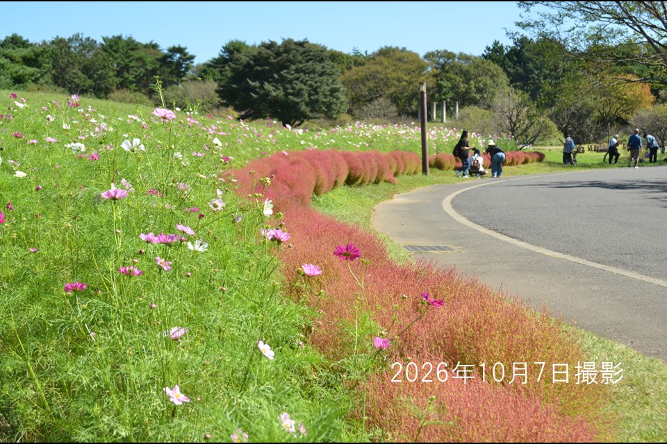 261007_テラスハウス前花畑