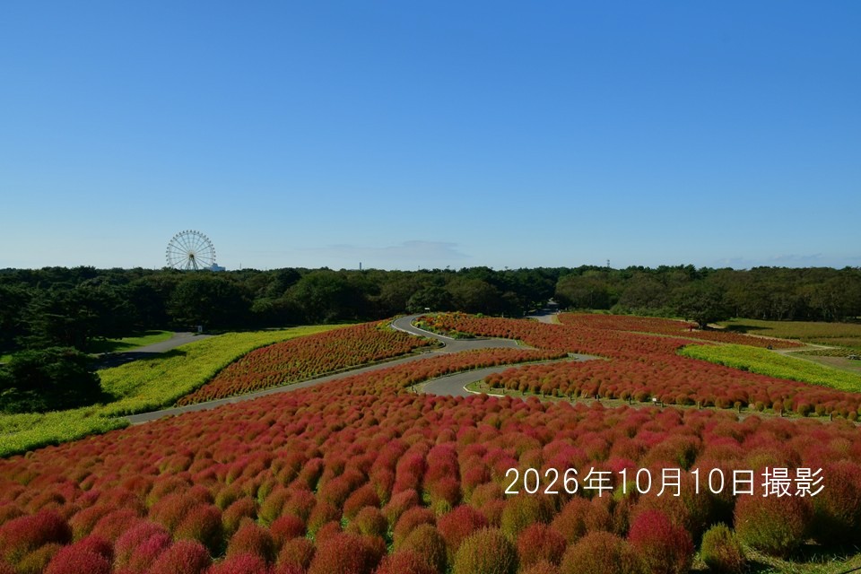 261010_コキア(2)