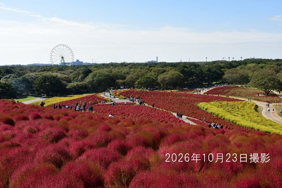 261023_コキア(2)