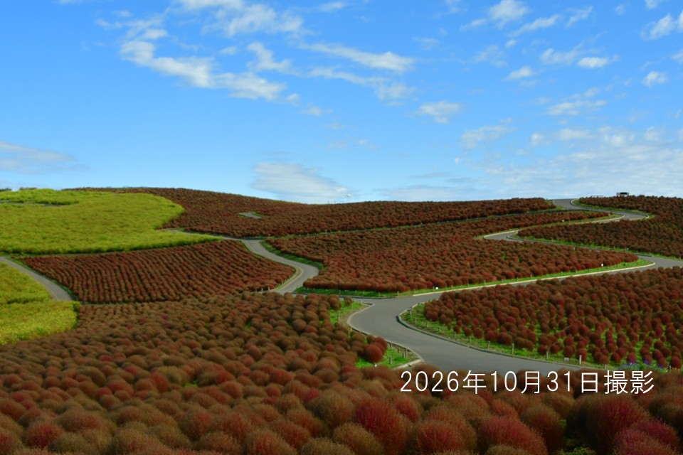 261031コキア1