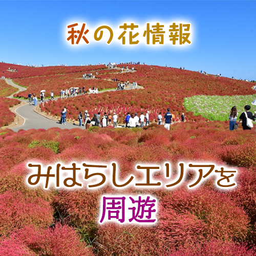 秋の花情報